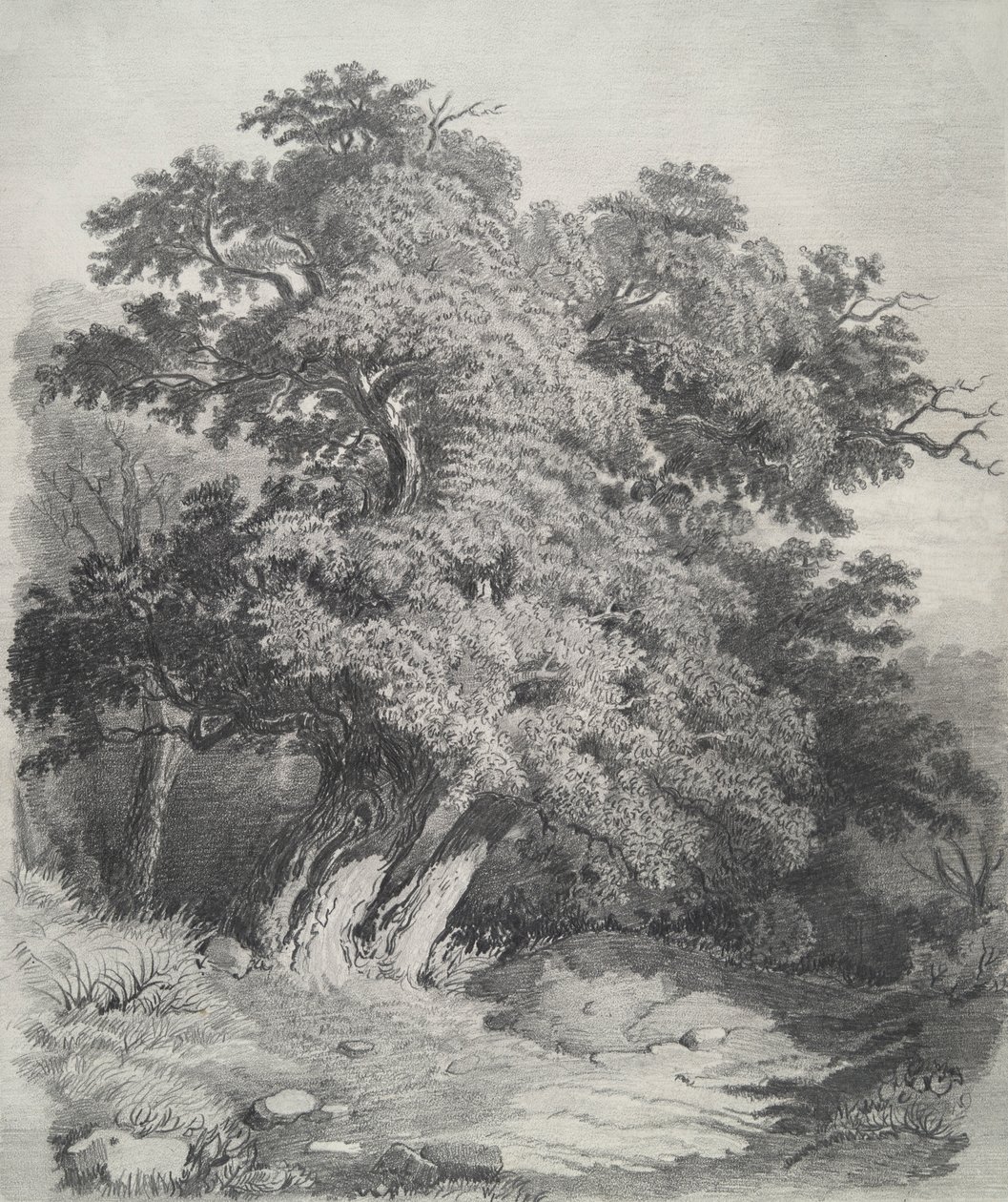 Baumgruppe von Unknown