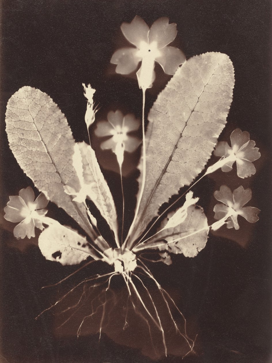 Botanisches Fotogramm von Unknown 19th Century