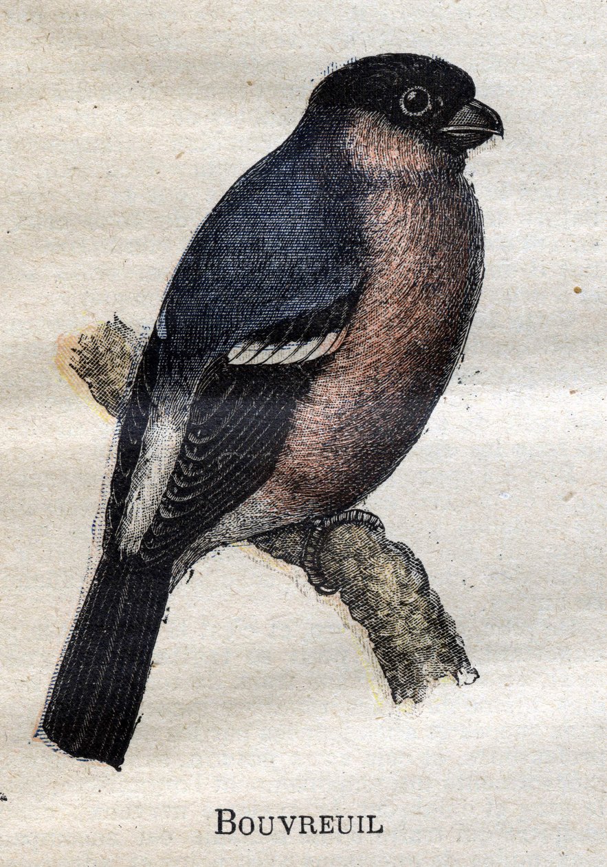 Nützliche Vögel für die Landwirtschaft: Gimpel von Unknown artist