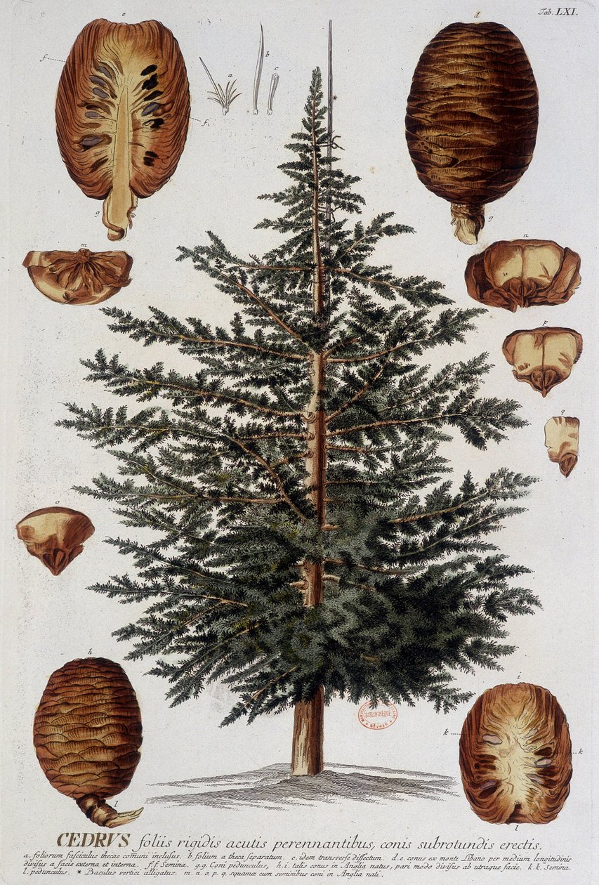 Botanische Tafel: Zeder. n.d. 19. Jahrhundert von Unknown artist