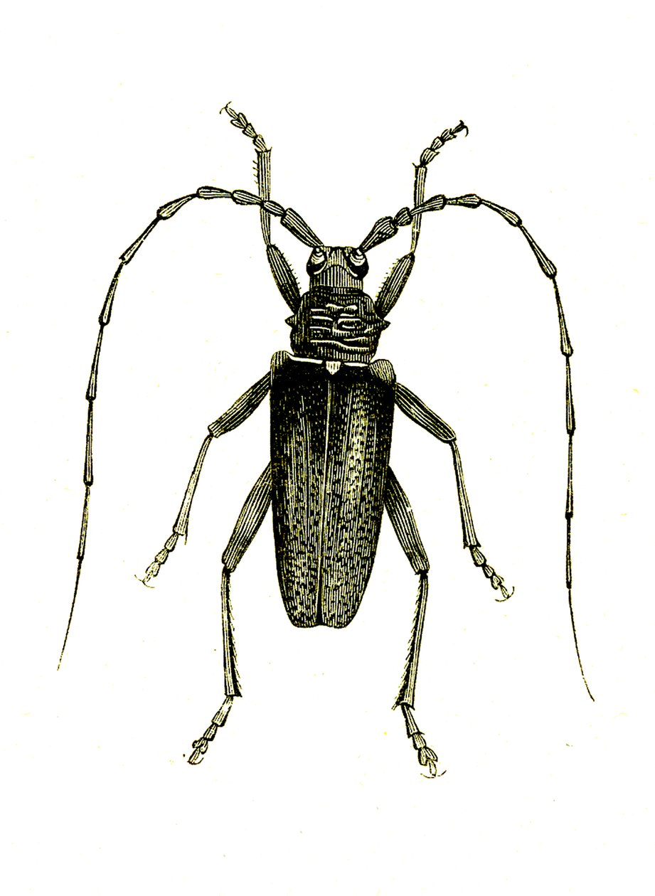 Coleoptera: Cerambyx heros von Unknown artist