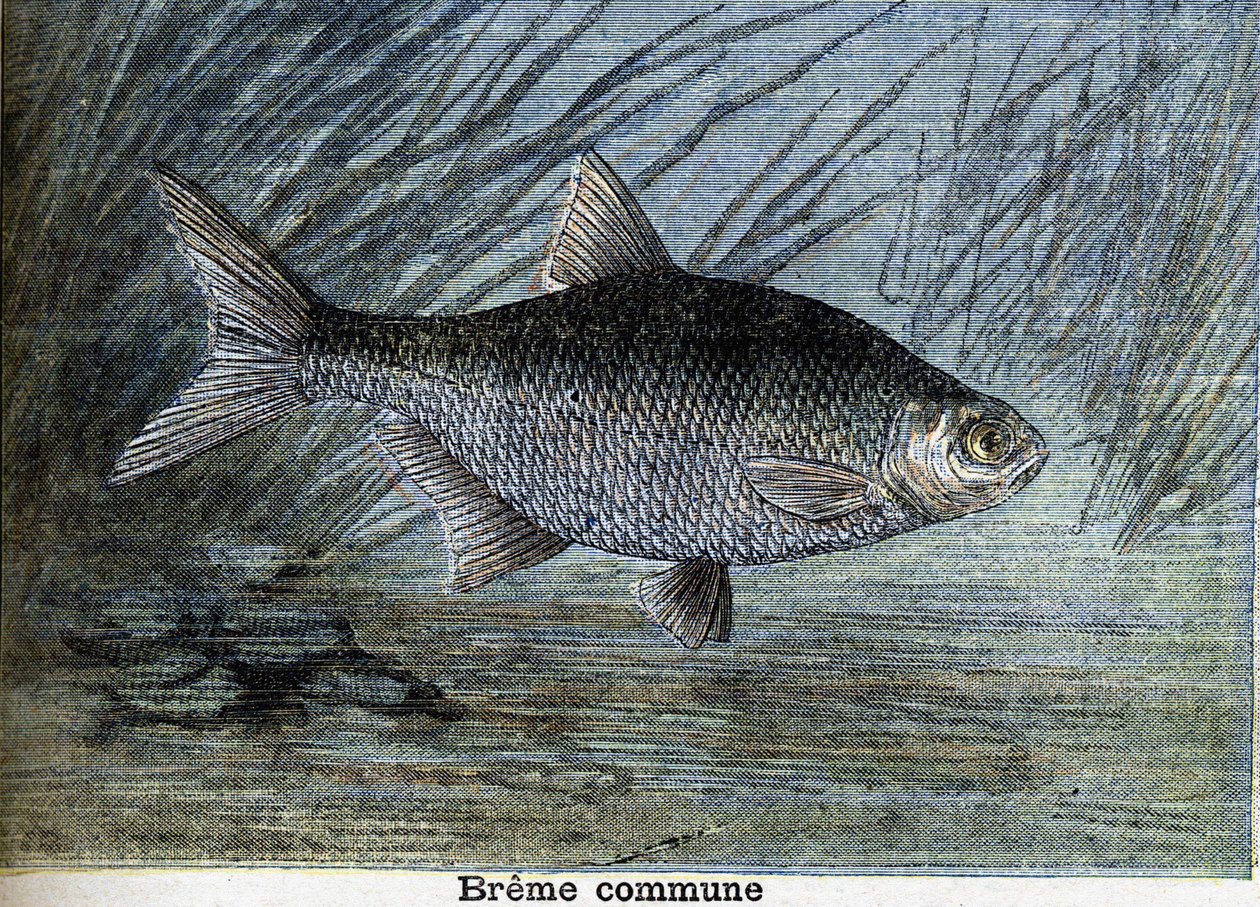 Gemeine Breme. Gravur von 1897 von Unknown artist