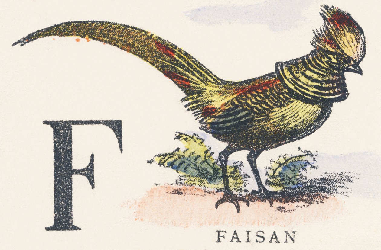 F: Fasan von Unknown artist
