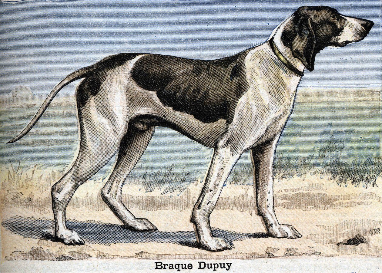 Jagdhund: Braque Dupuy von Unknown artist