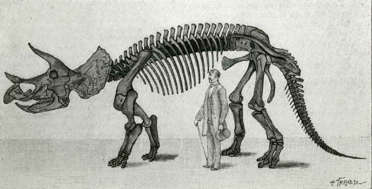 Skelett eines Triceratops prorsus von Unknown artist