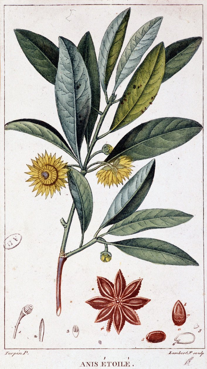 Sternanis - Botanische Tafel von Unknown artist