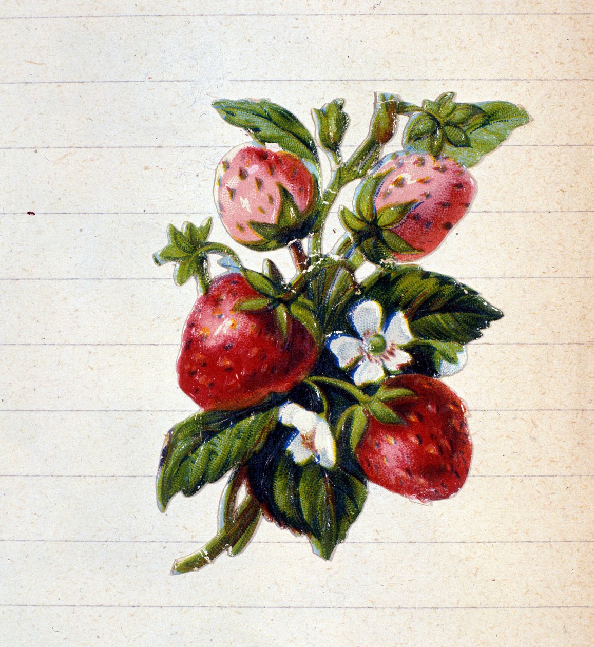 Erdbeeren. Chromolithographie des 19. Jahrhunderts. von Unknown artist