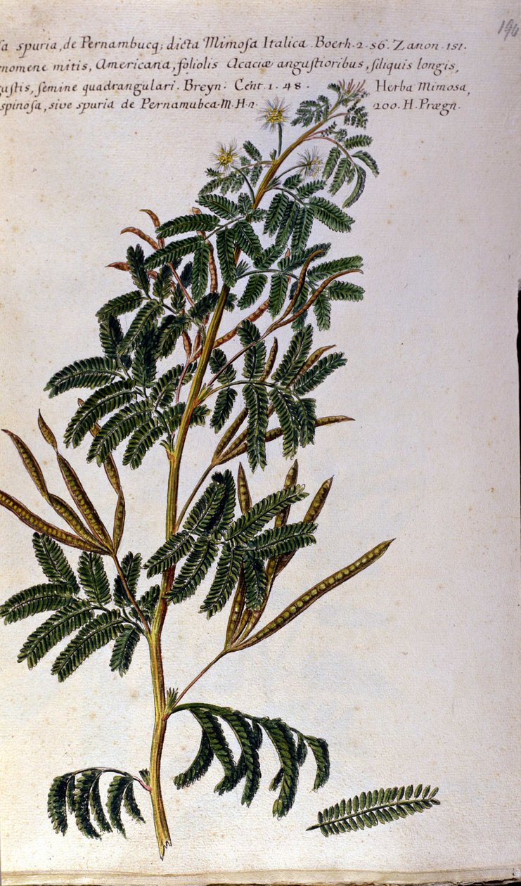 Die Mimose, botanische Tafel, Gravur von Unknown artist