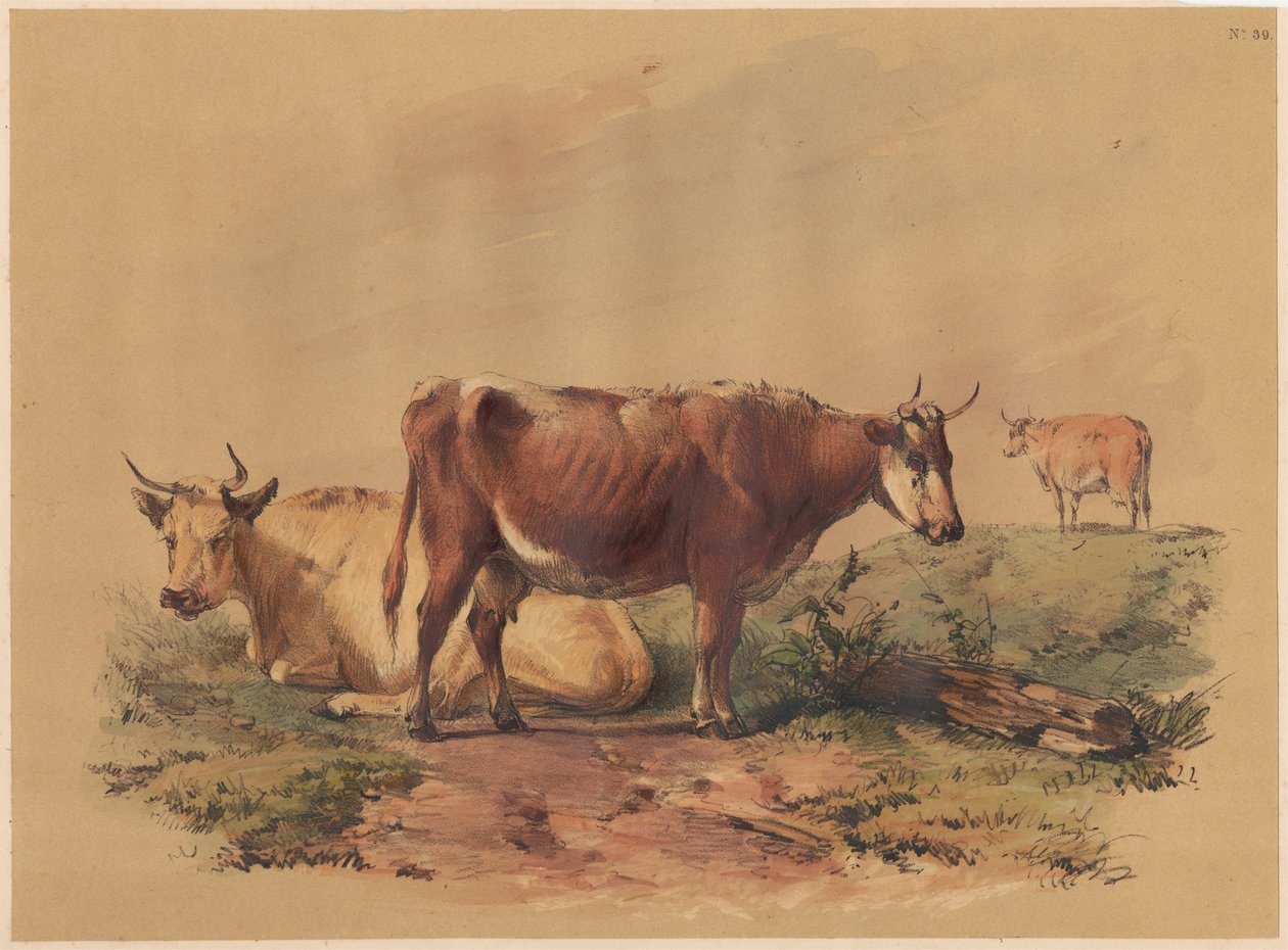 Vieh von Unknown artist