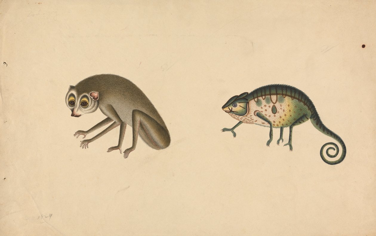 Chamäleon und ein Säugetier von Unknown artist