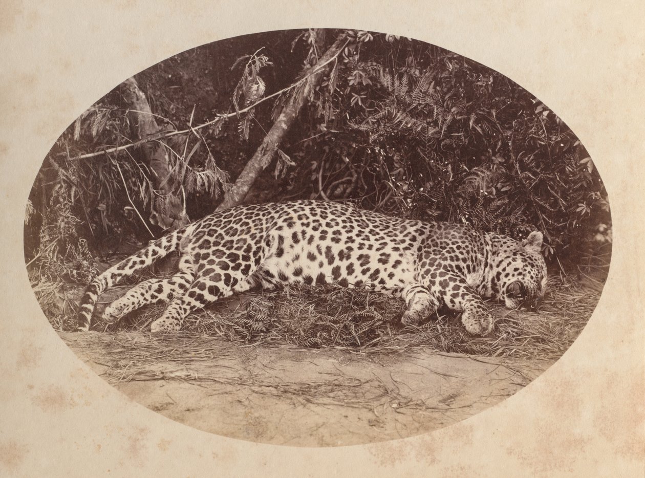 Toter Leopard von Unknown artist