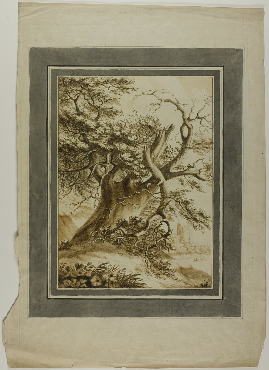 Rieseneiche von Unknown artist