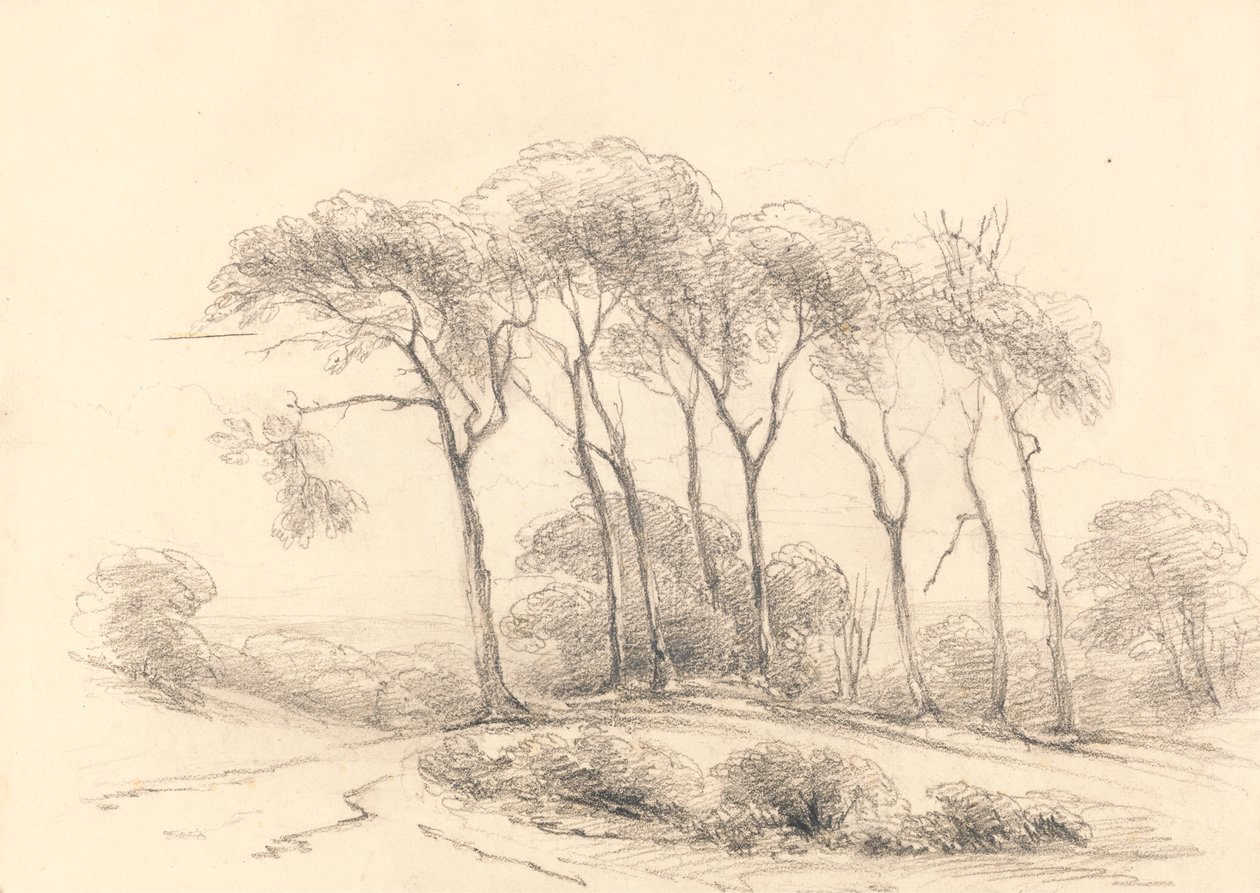 Hohe Bäume von Unknown artist