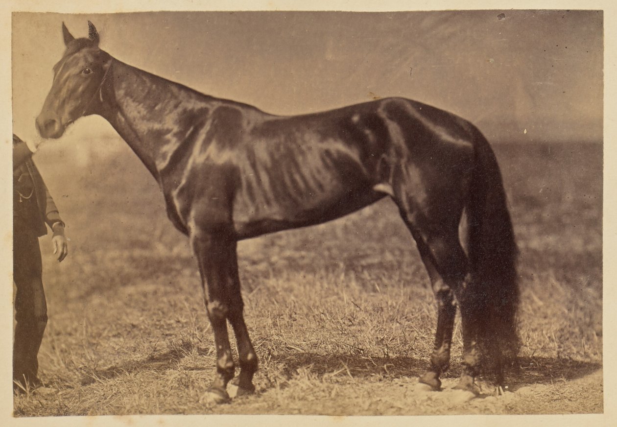 Pferd auf einer Wiese von Unknown artist
