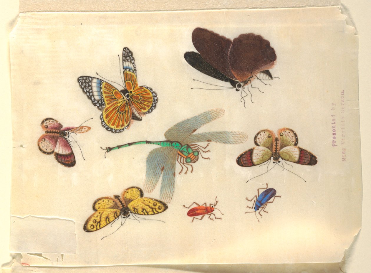 Insekten von Unknown artist