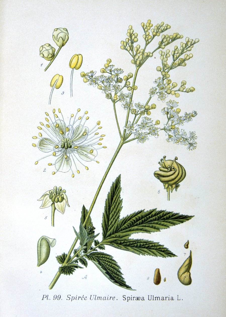 Mädesüß von Unknown artist