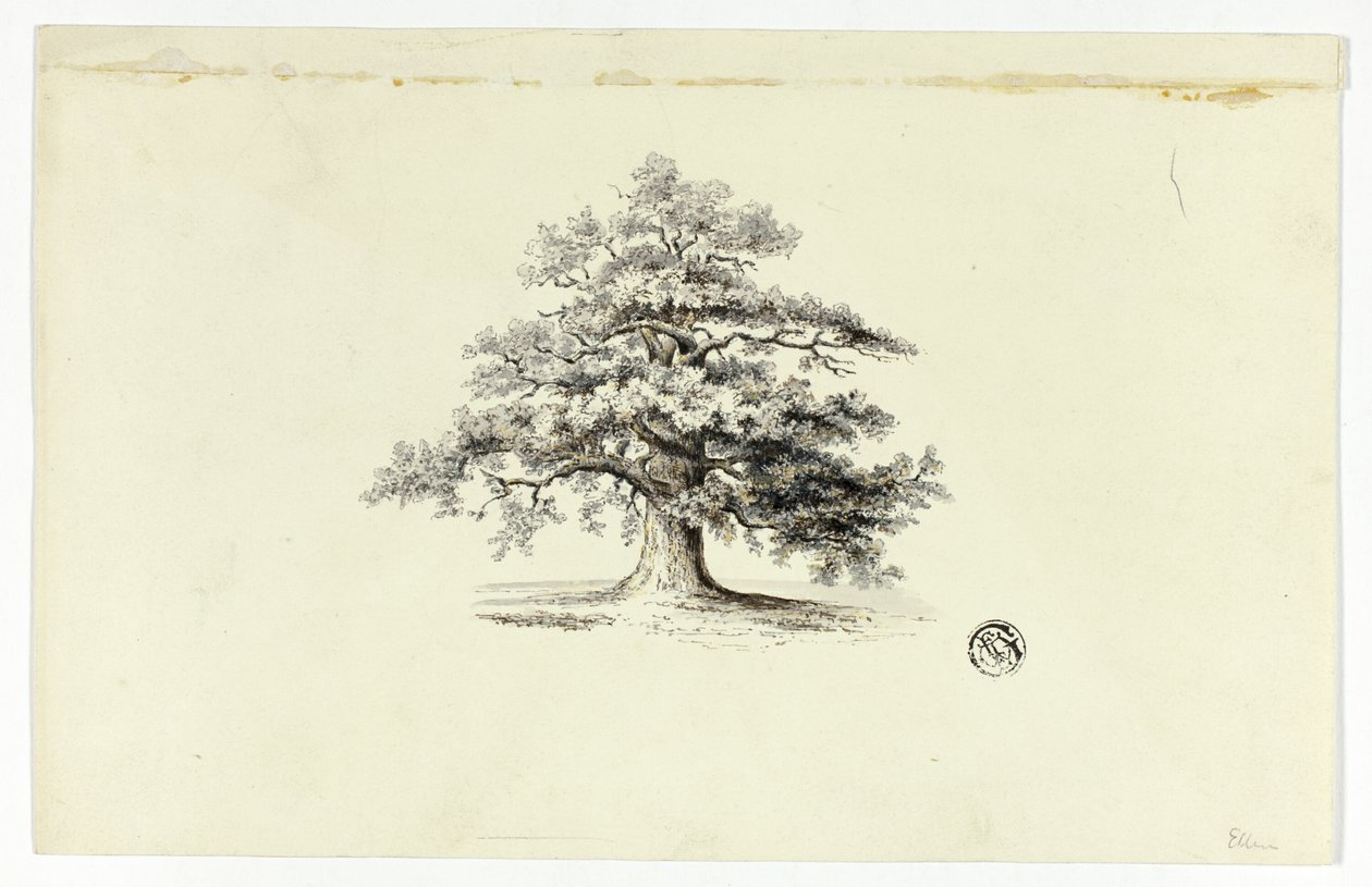 Eiche von Unknown artist