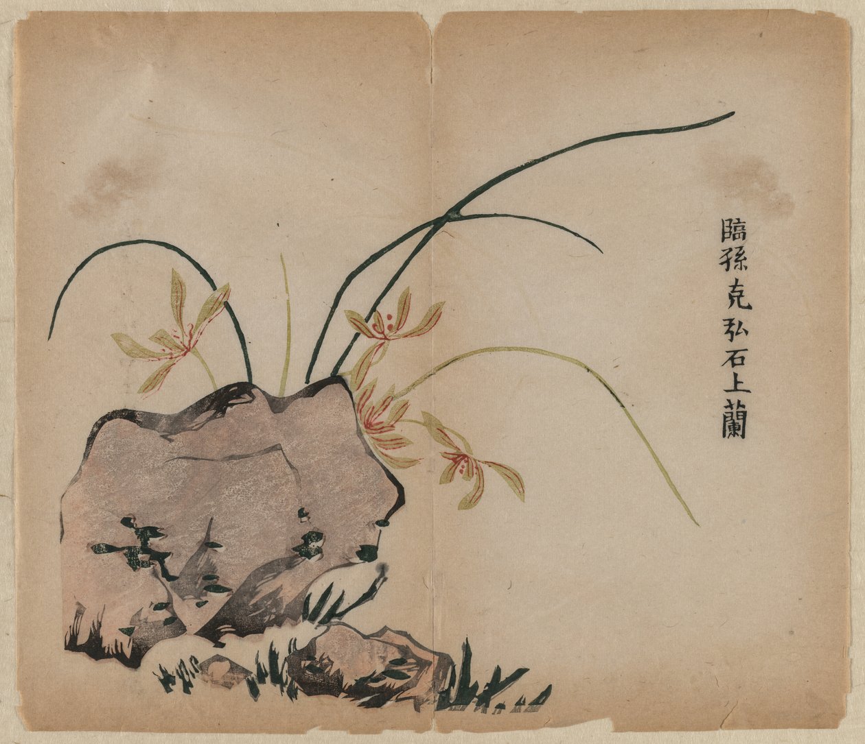 Orchidee auf Felsen von Unknown artist