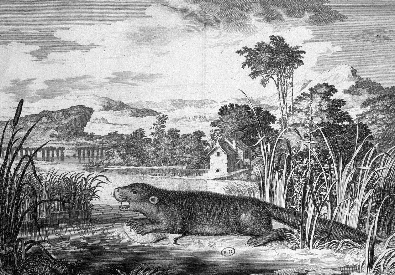 Otter - Gravur von Unknown artist
