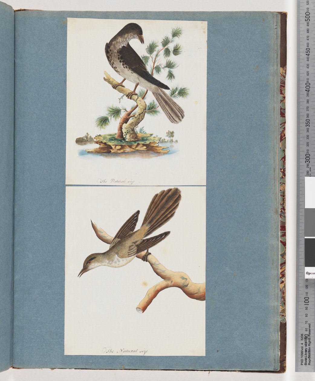 Seite 119. Unbekannter Vogel. 120. Unbekannter Vogel von Unknown artist