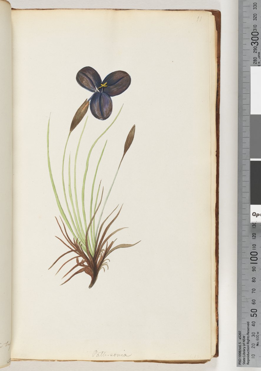 Seite 11. Pattersonia von Unknown artist