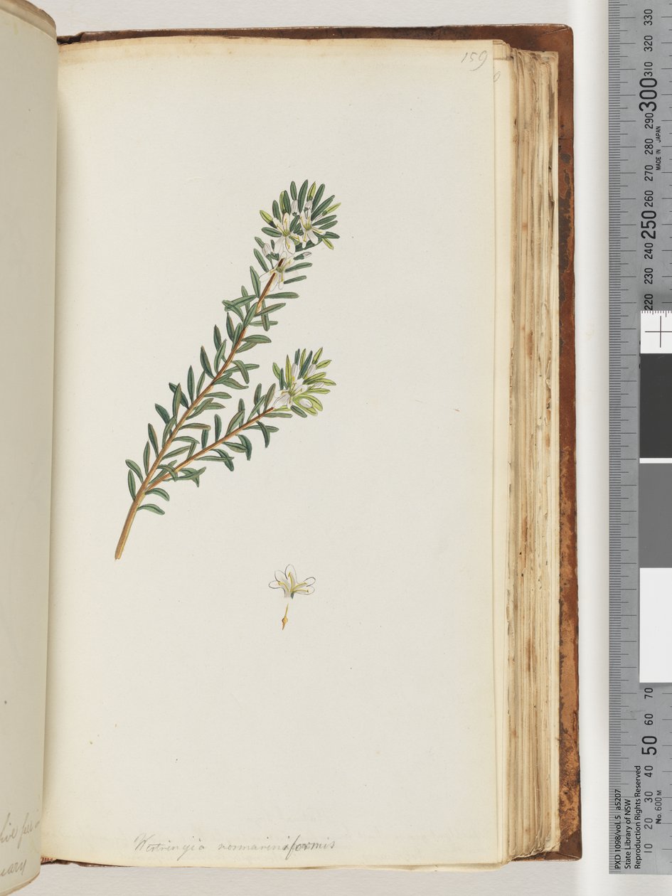 Seite 159. Westringea rosmariniformis von Unknown artist