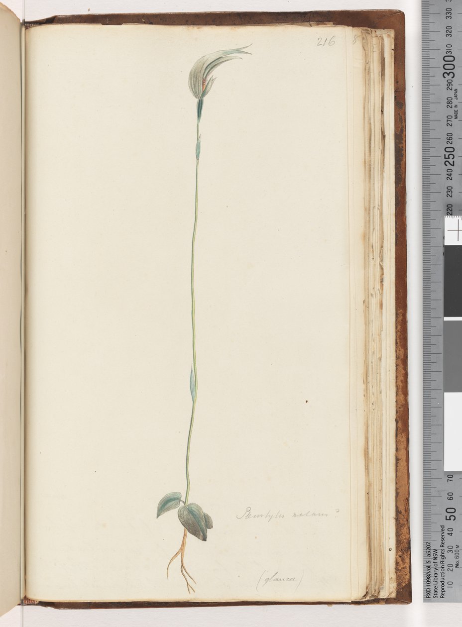 Seite 216. Pterostylis nutans? von Unknown artist
