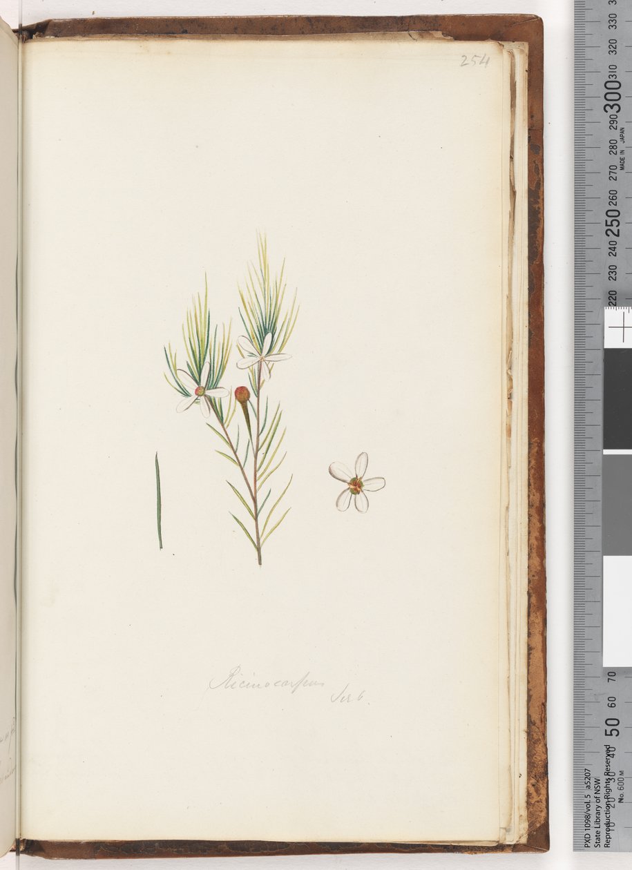 Seite 254. Ricinocarpus / ?? von Unknown artist