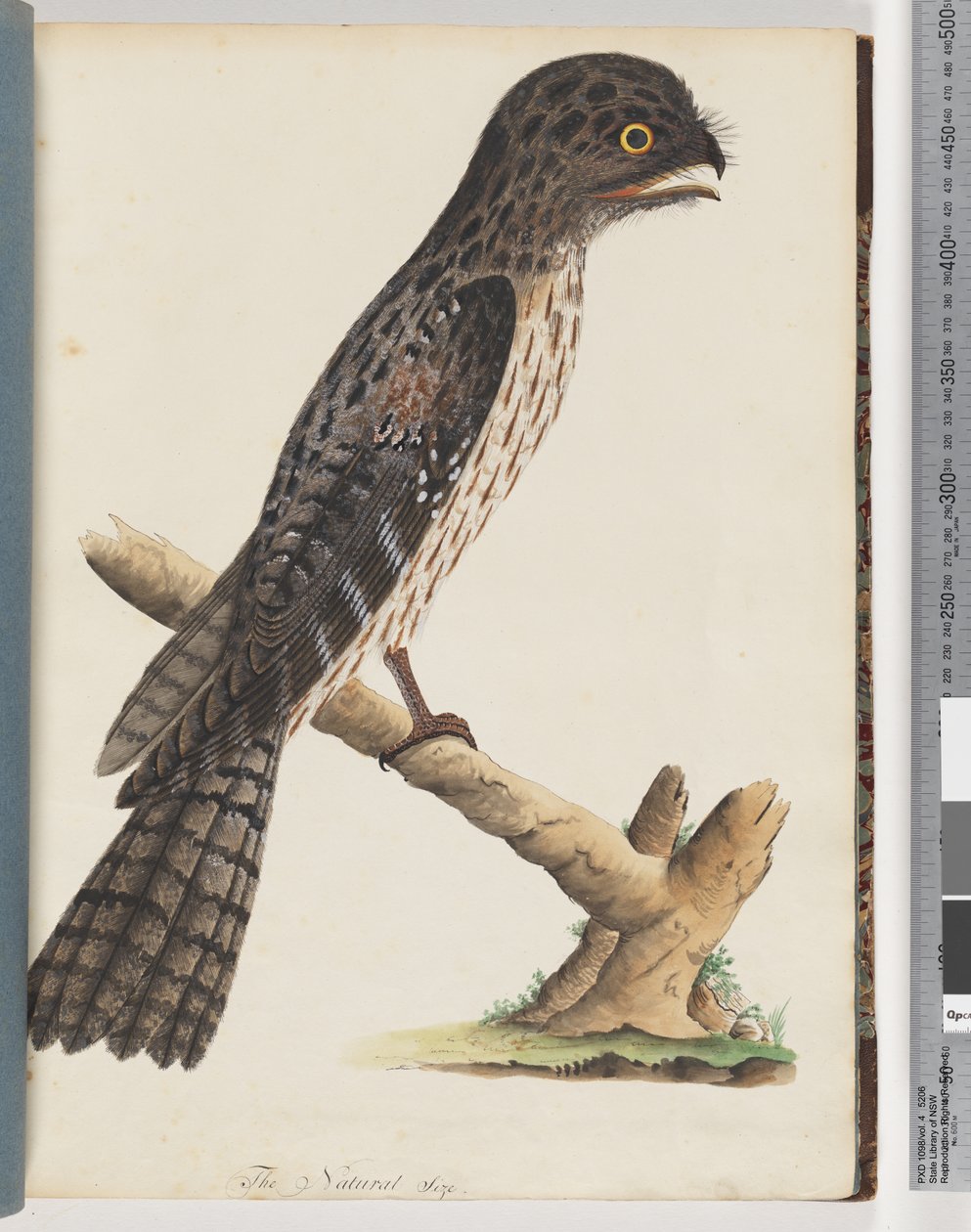 Seite 33. Tawny Frogmouth. Gracile Ziegenmelker von Unknown artist