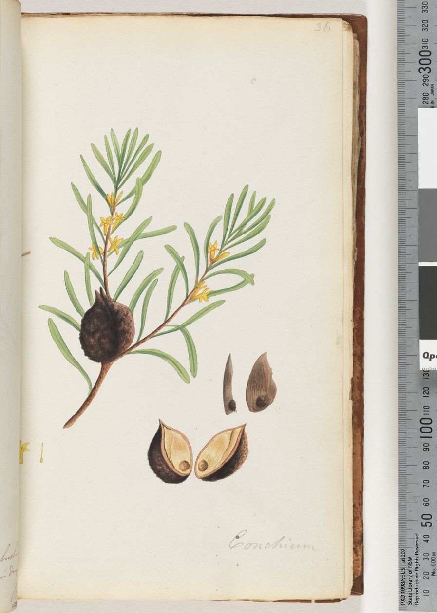 Seite 36. Conchium von Unknown artist