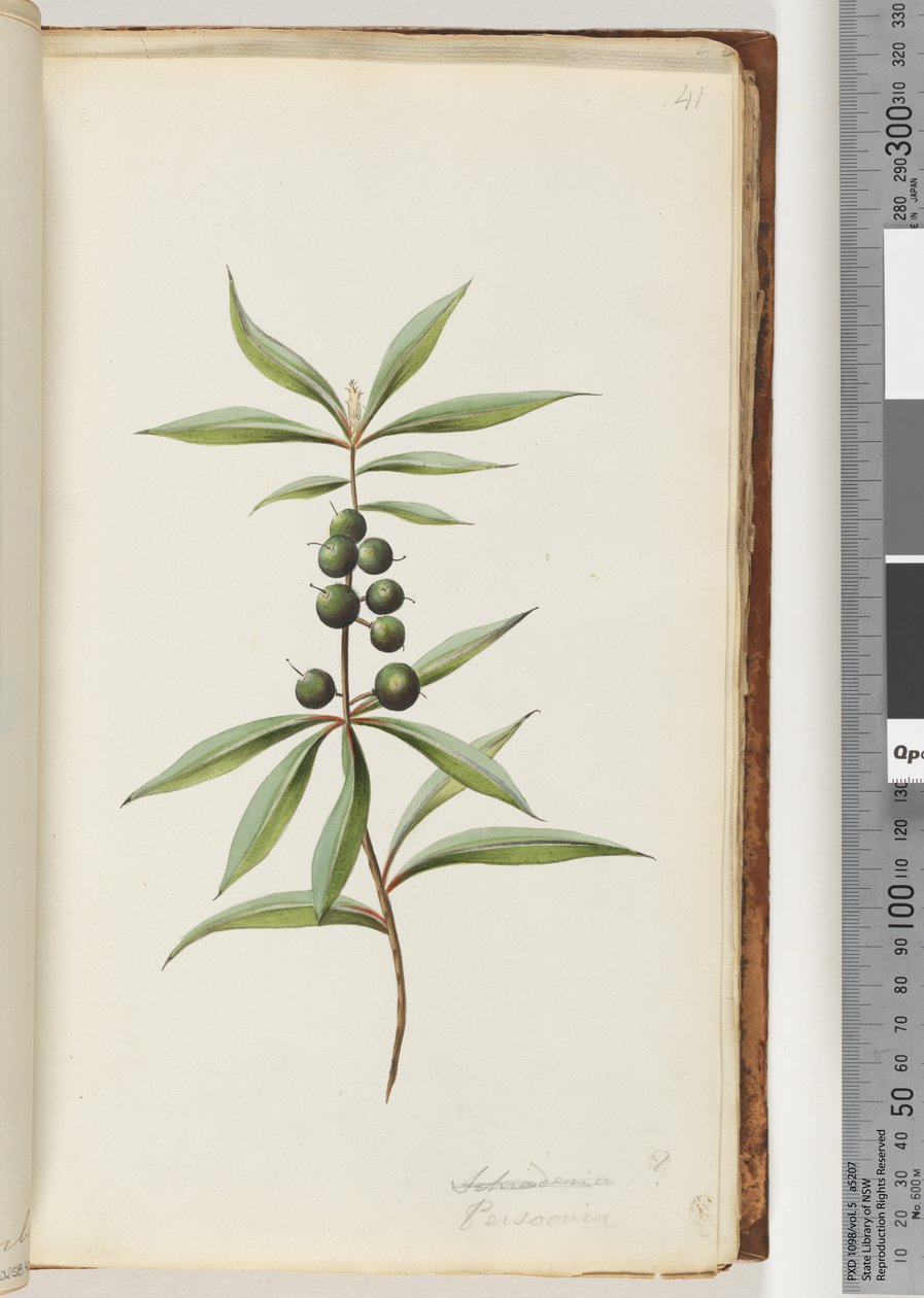 Seite 41. Schraderia? / Persoonia von Unknown artist