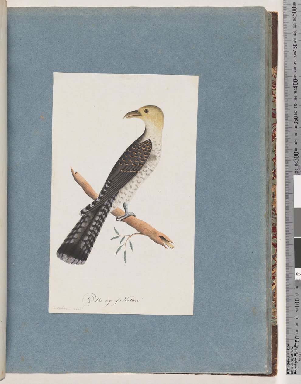 Seite 52. Blasser Kuckuck von Unknown artist