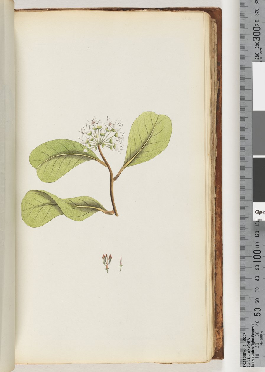 Mangrovenbaum von Unknown artist