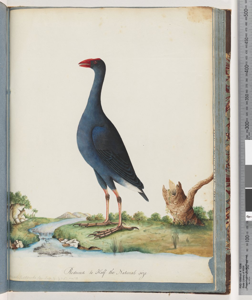 Seite 84. Purpurhuhn. Purpurhuhn von Unknown artist