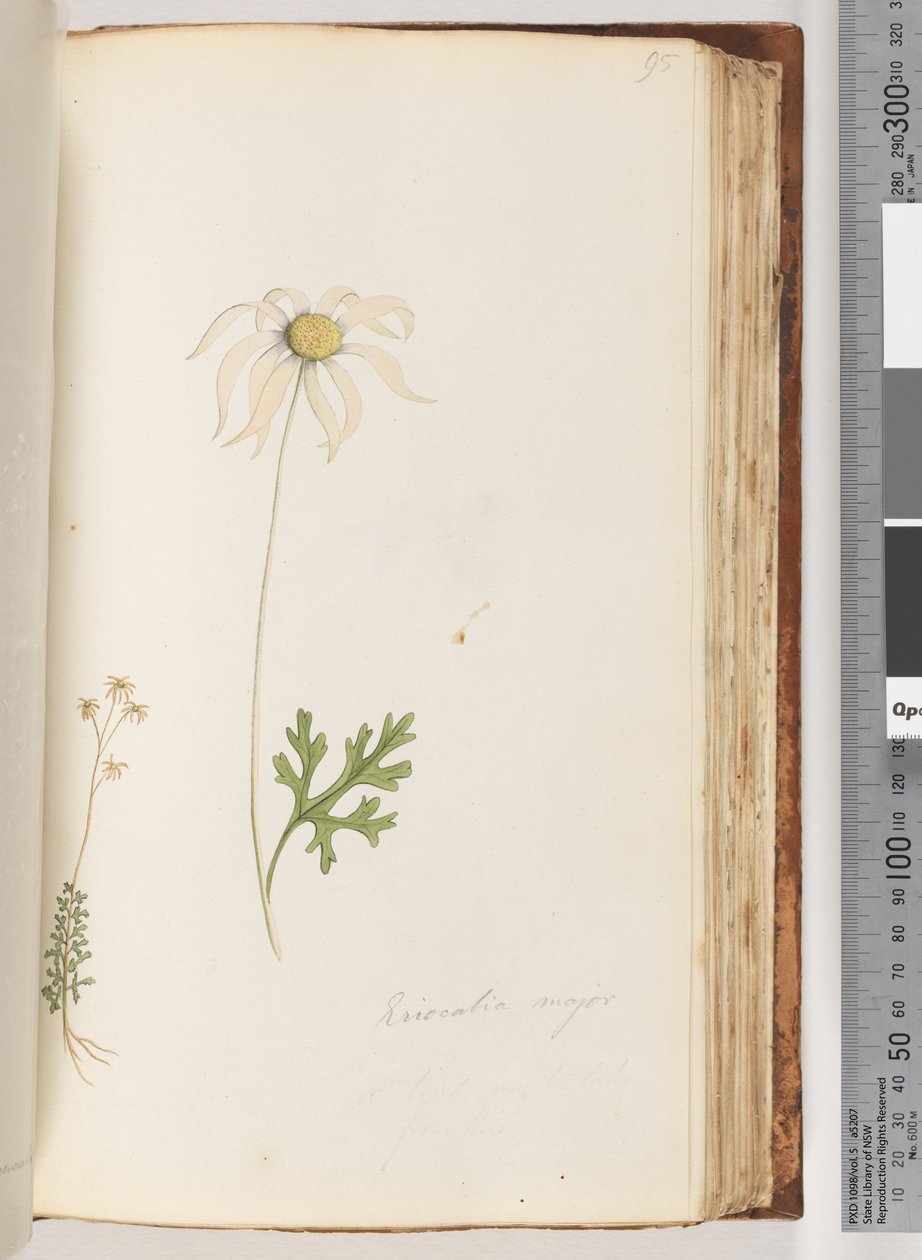 Eriocalia major von Unknown artist