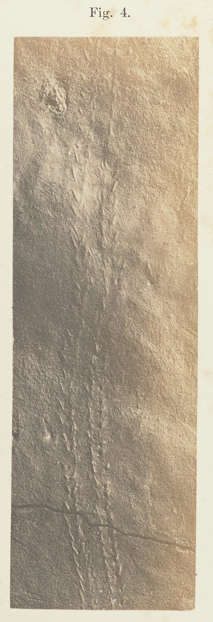Tafel 41. Figur 4 von Unknown artist