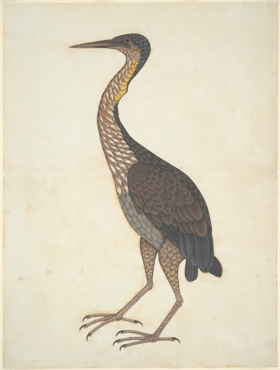 Purpurreiher (Ardea purpurea) von Unknown artist