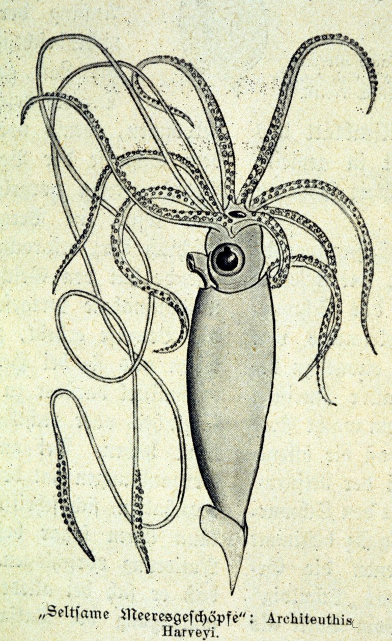 Darstellung eines Architeuthis Harveyi, Riesenkalmar von Unknown artist