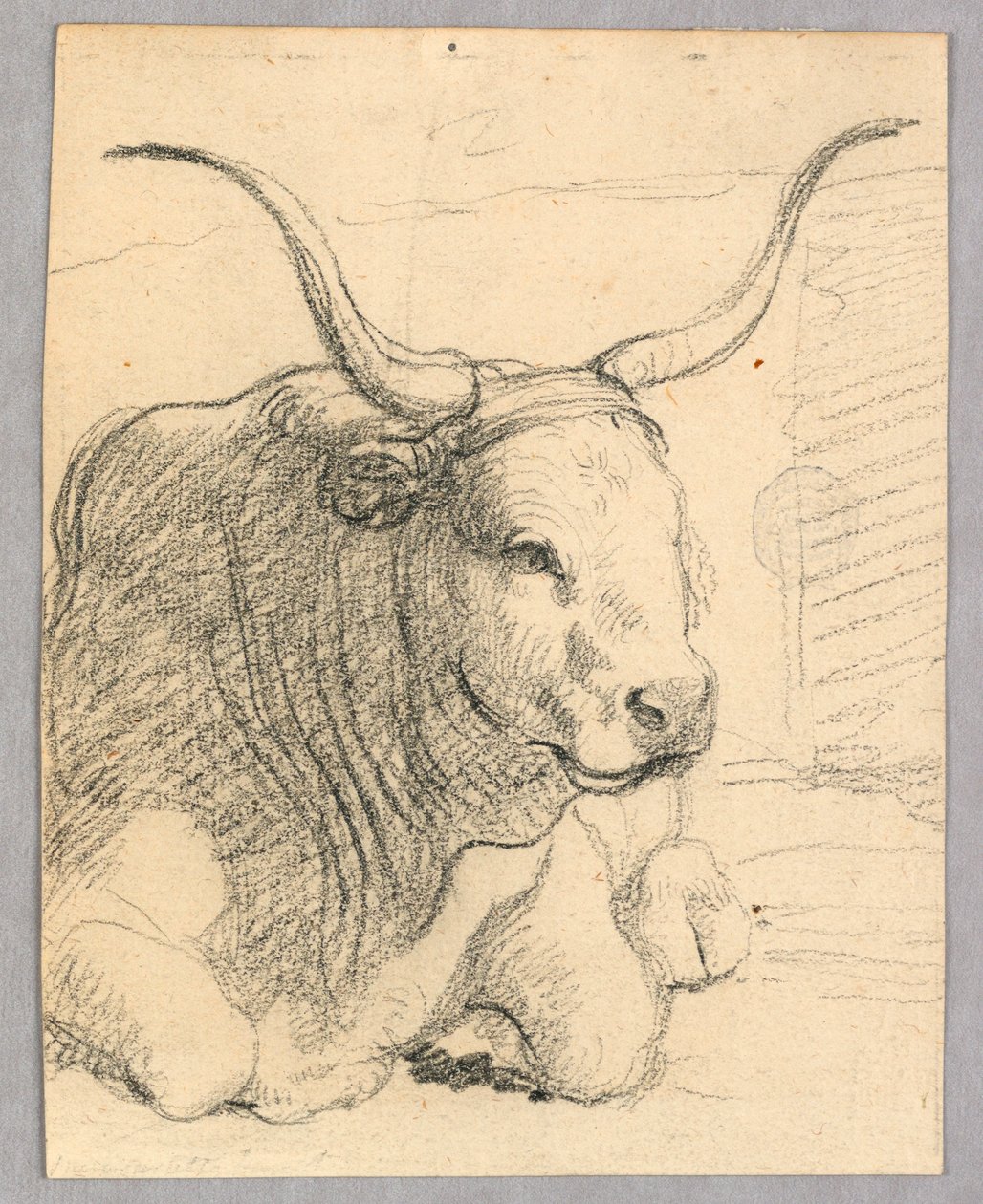 Studie: eine liegende Kuh von Unknown artist