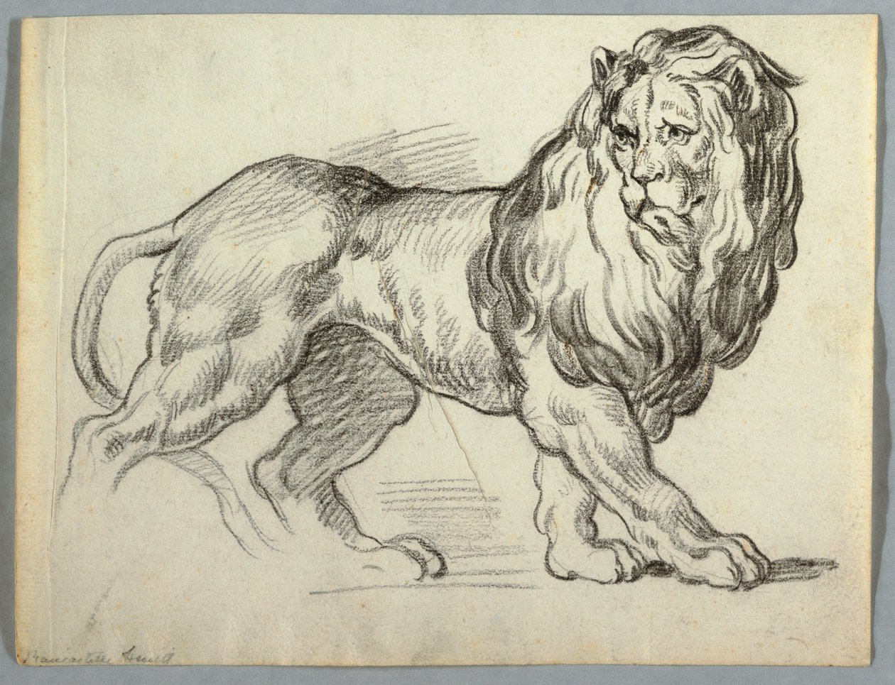 Studie eines Löwen von Unknown artist