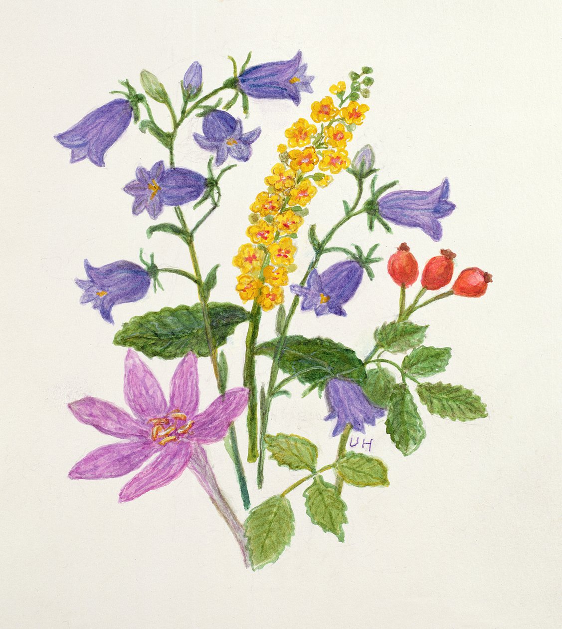 Glockenblumen und andere Wildblumen von Ursula Hodgson