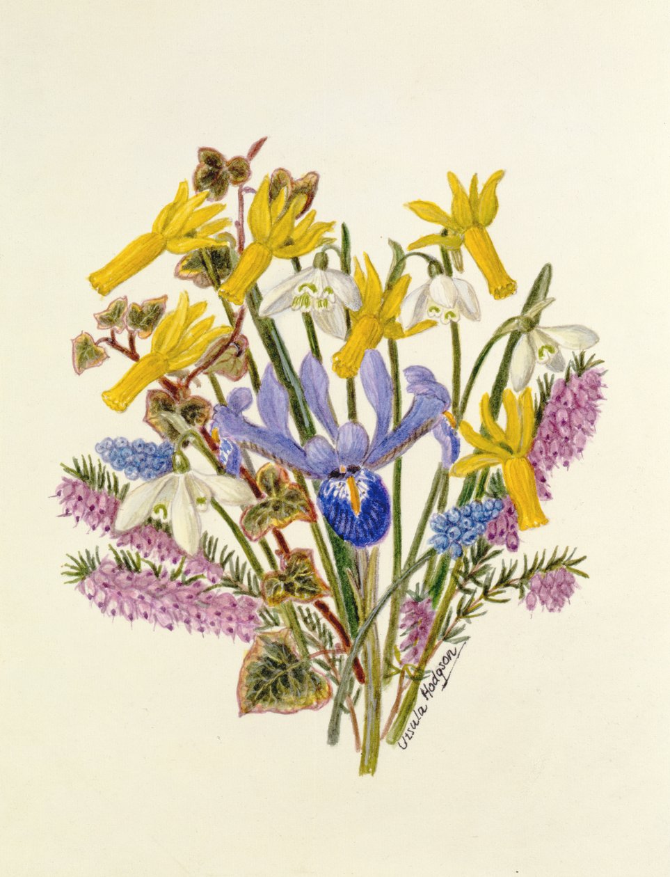 Schneeglöckchen, Narzissus Cyclamineus, Iris Reticulata und Traubenhyazinthe von Ursula Hodgson