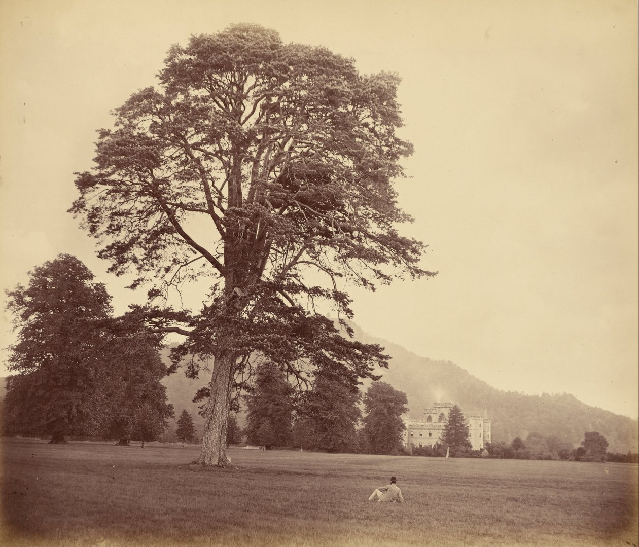 Große Schottische Kiefer auf dem Rasen von Vernon Heath