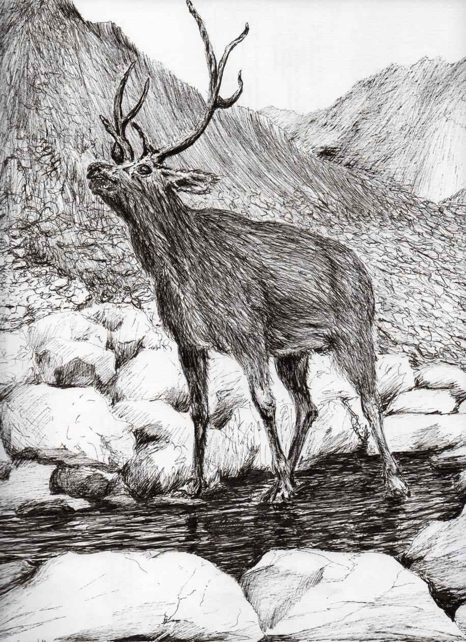 Hirsch, 2011 von Vincent Alexander Booth