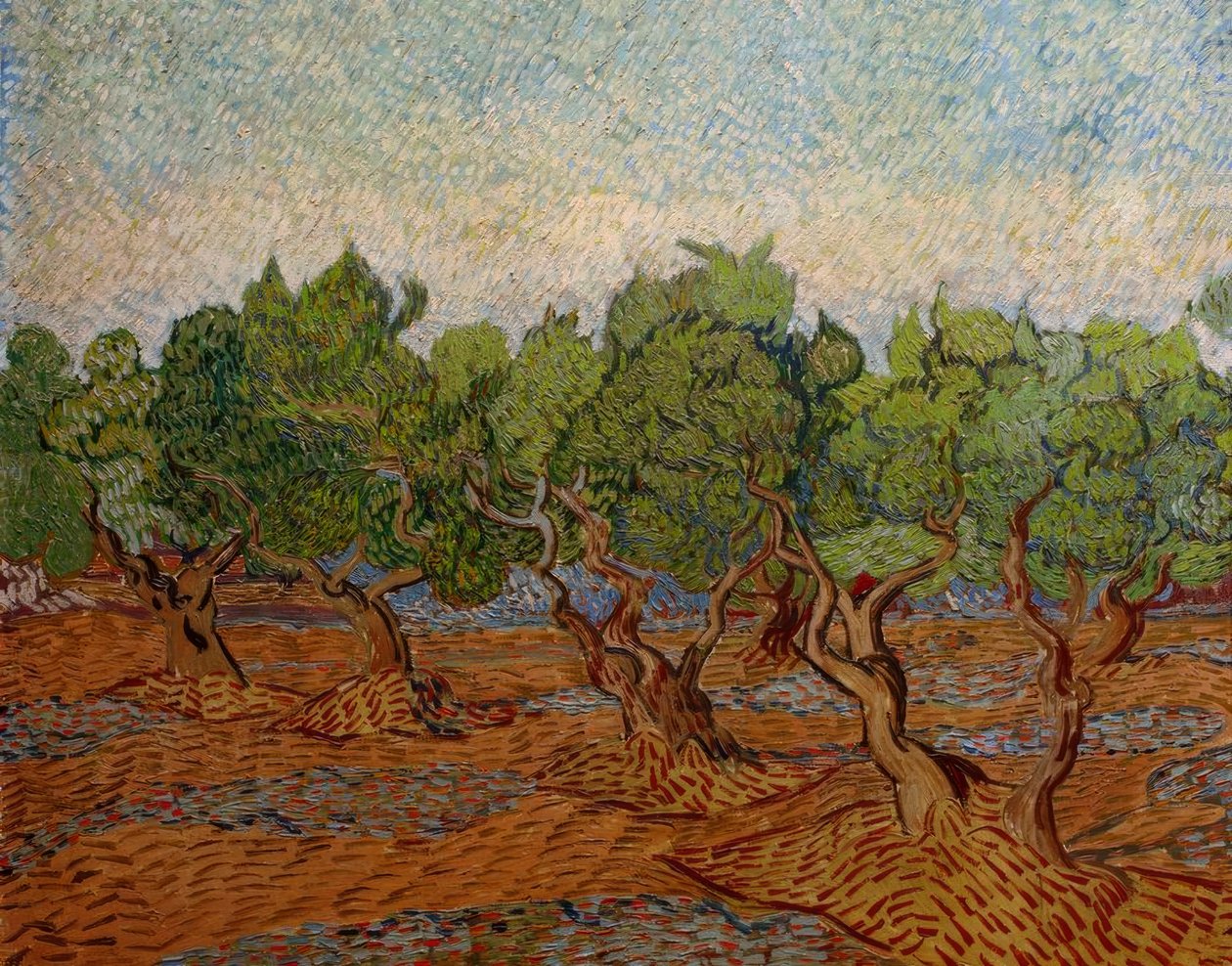Olivenhain von Vincent van Gogh