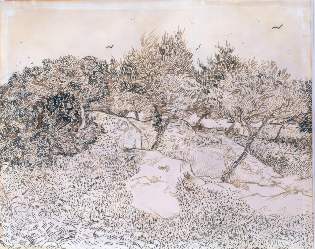 Olivenbäume in Montmajour von Vincent van Gogh