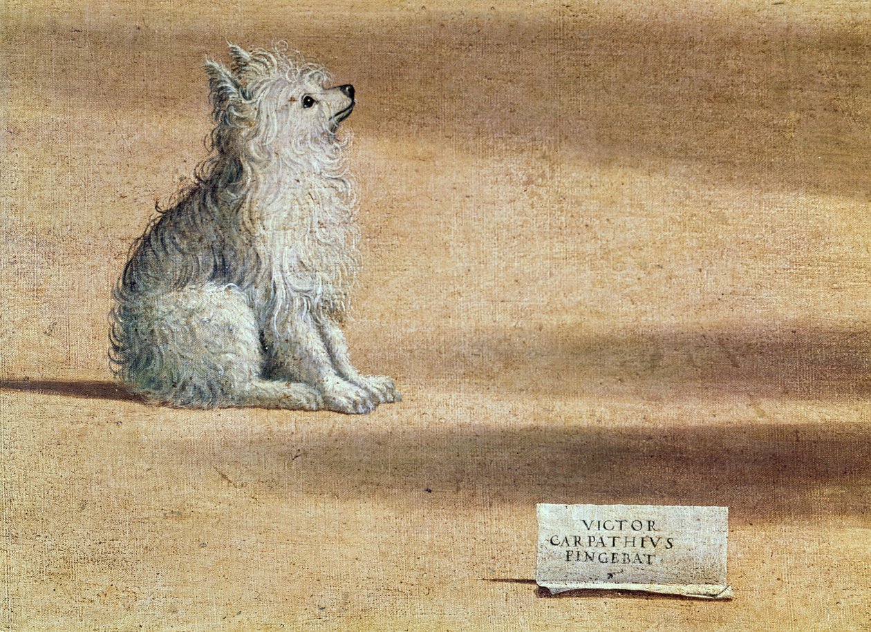 Vision des hl. Augustinus, Detail des Hundes, 1502-08 von Vittore Carpaccio