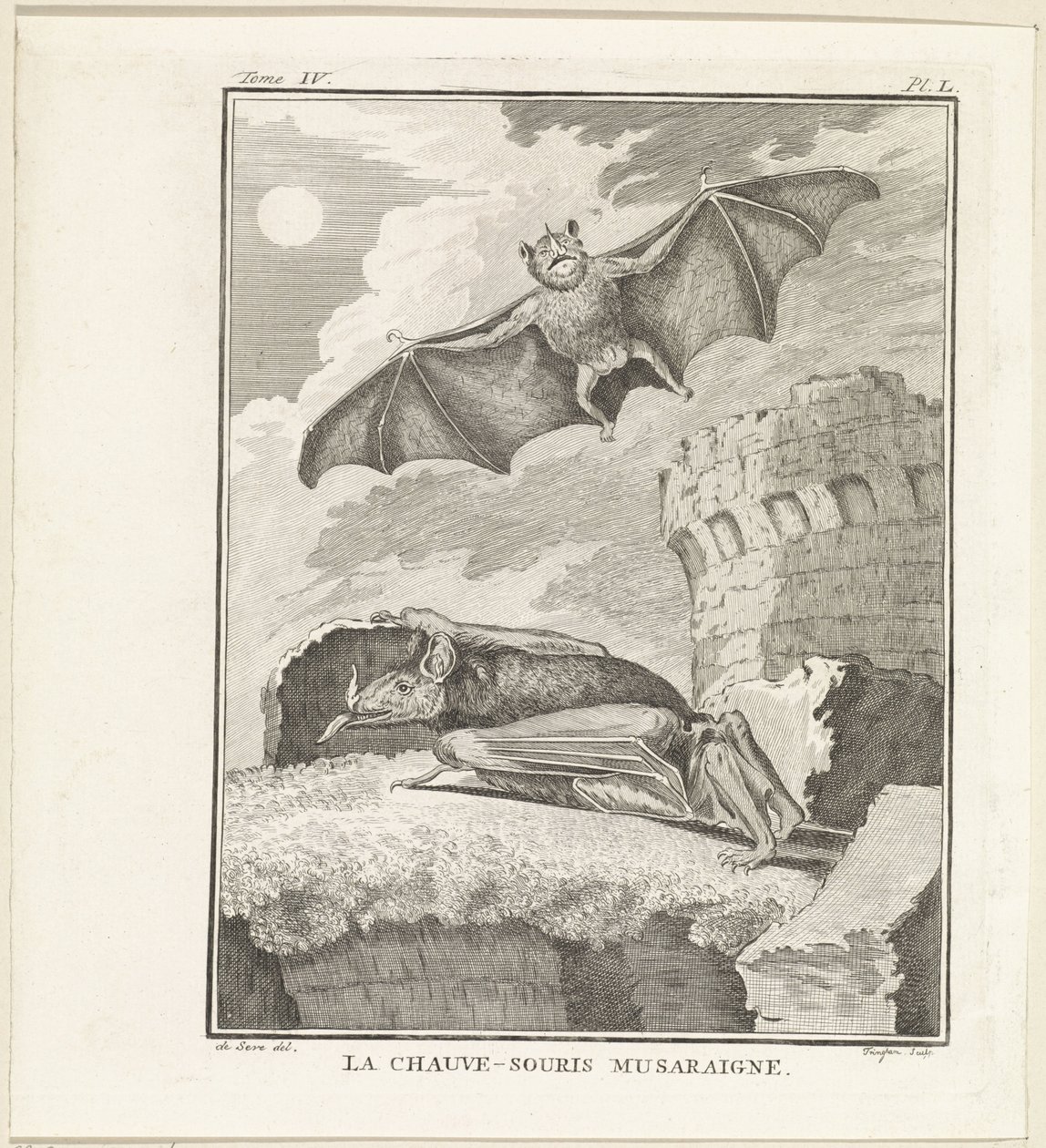 Fledermäuse von W. Tringham