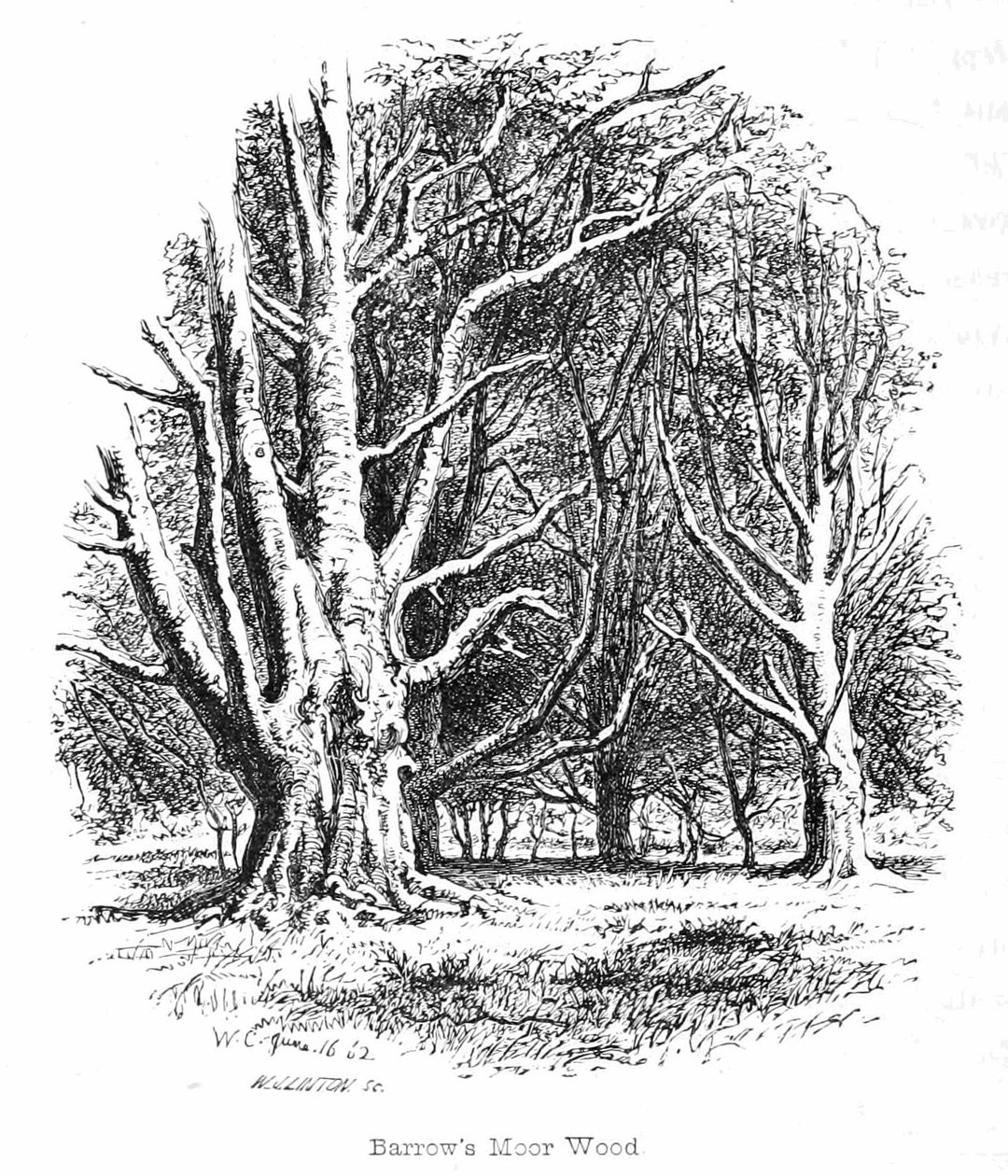 Hügelgräber Moor Wood von Walter Crane