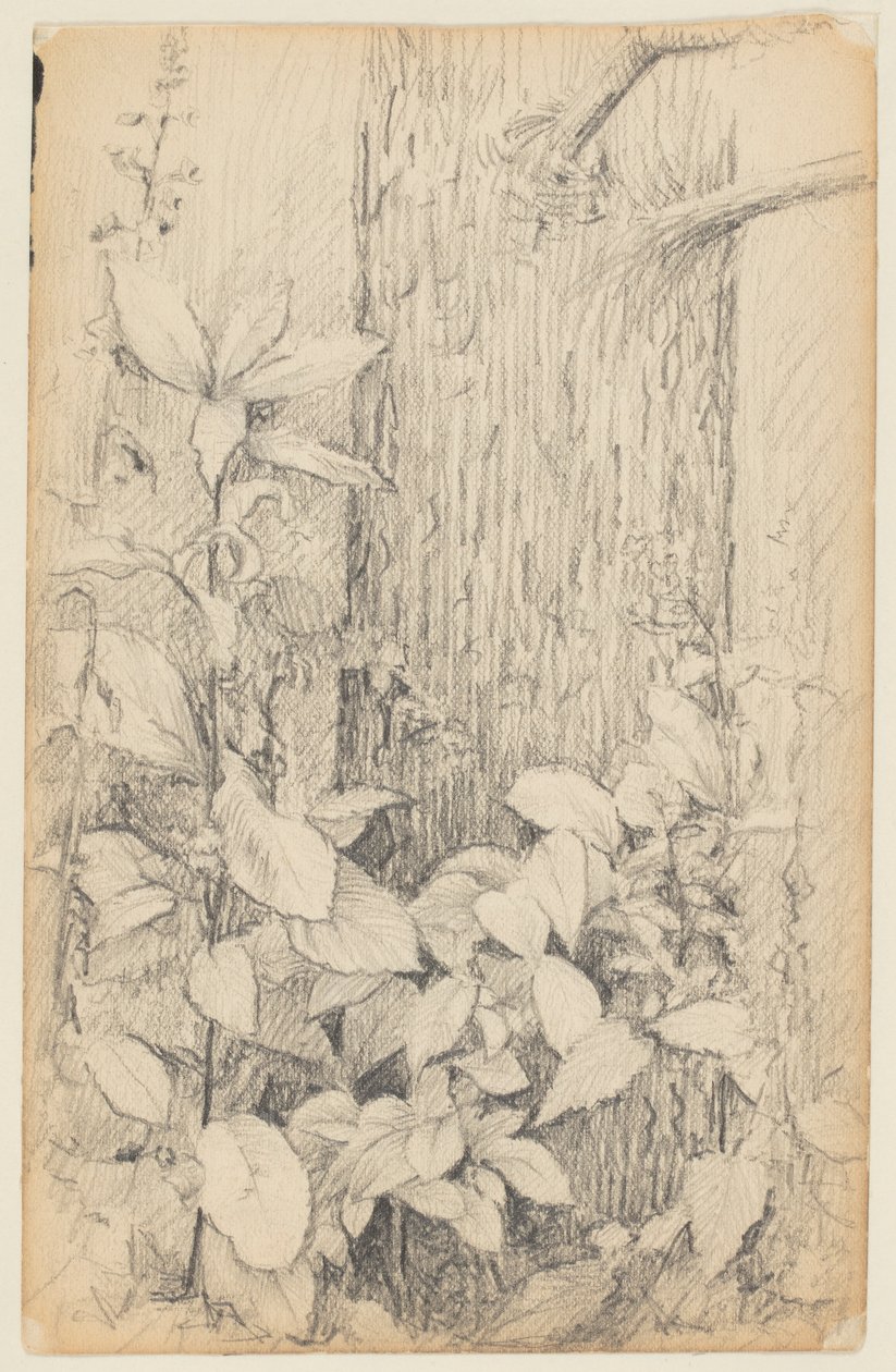 Studie von Unterholz von Walter Clark